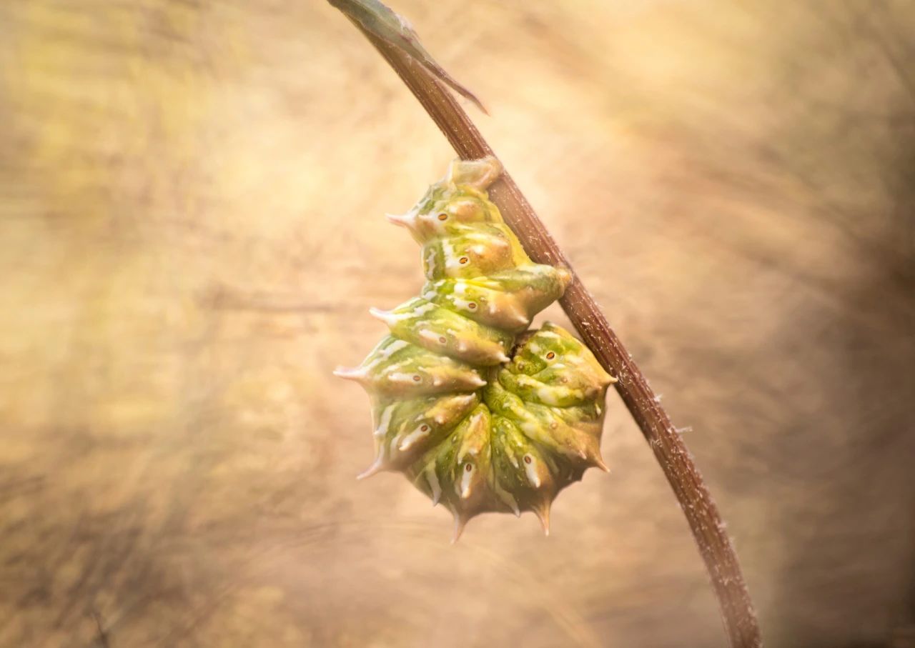 杀菌烟雾剂的原理和效果！